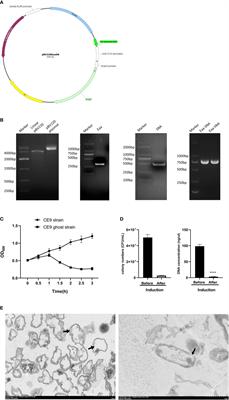 Comparative study of subcutaneous, intramuscular, and oral administration of bovine pathogenic Escherichia coli bacterial ghost vaccine in mice